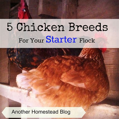 5 Great Breeds For A Starter Backyard Chicken Flock Chickens Backyard