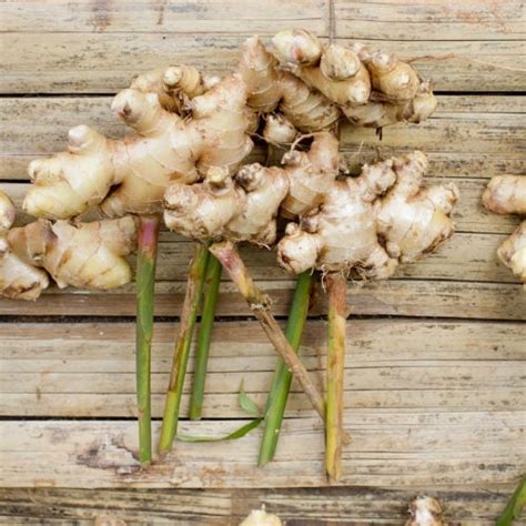 How To Grow Ginger Healthier Steps