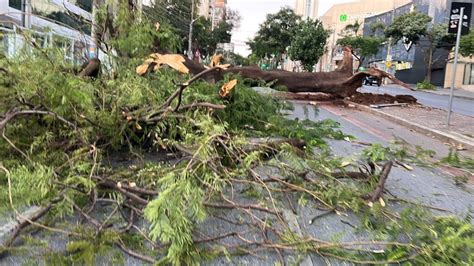 Árvore de grande porte cai e fecha Avenida Olegário Maciel em BH