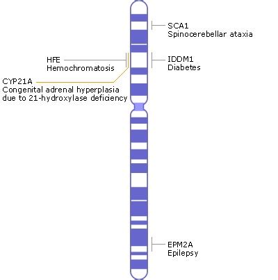 Diagram Of Chromosome With Gene