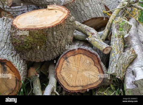 Bark cambium hi-res stock photography and images - Alamy