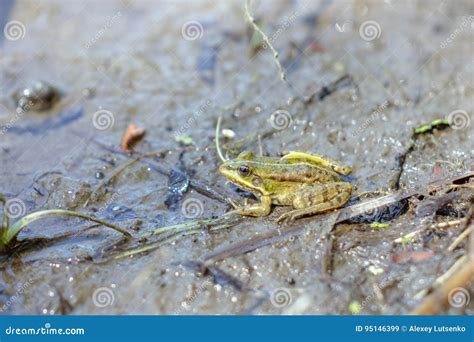 Green frog stock image. Image of habitat, natural, small - 95146399