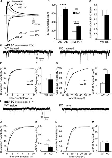 Excitatory post-synaptic responses are enhanced in CA1 hippocampal ... 