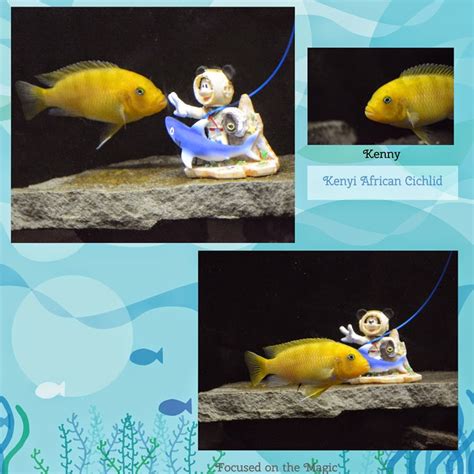 Liven up your fish tank with PetSmart Disney Ornaments {Review} # ...