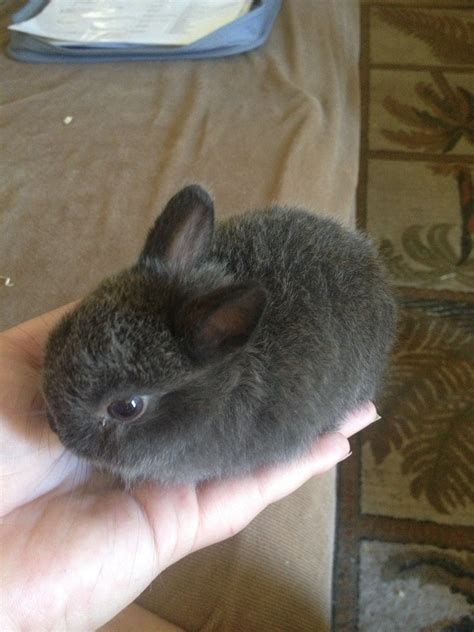 Netherland Dwarf bunnies for sale in loomis,ca | USA Rabbit Breeders