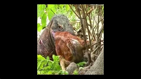 Komodo Eating A Big Deer Alive Komodoeatingdeer Aliveeating Cruel Trending Viral