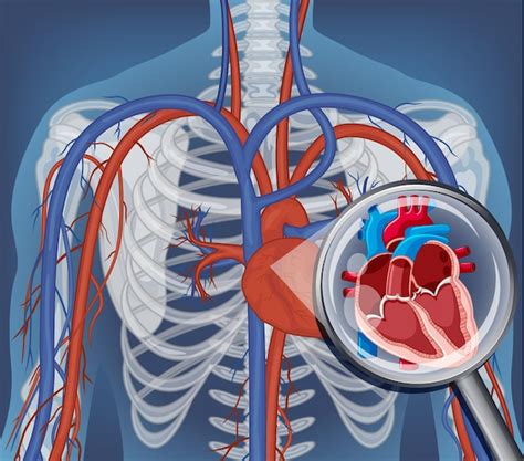 Strona 5 Anatomia Ciala Ludzkiego Zdjęcia darmowe pobieranie na Freepik