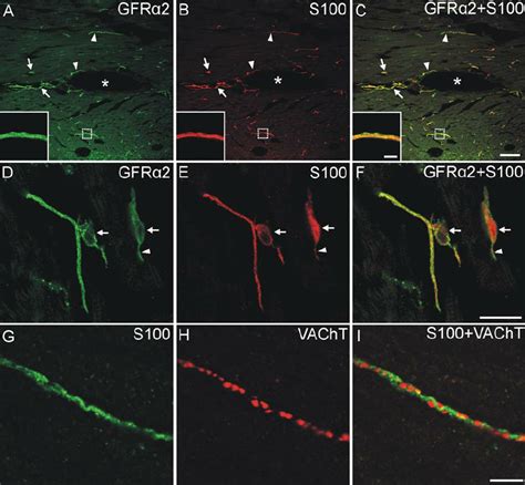 Gfr α 2 Immunoreactivity Localized To S100 Positive Schwann Cells And