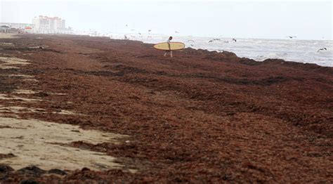 West End Properties Take Seaweed Cleaning Into Own Hands Local News