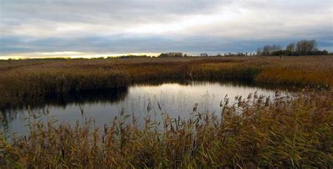 Lakenheath Fen Rspb Reserve Alchetron The Free Social Encyclopedia