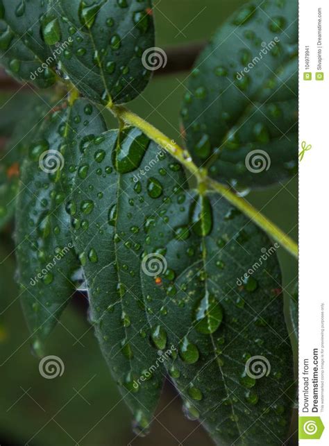 Hoja Verde Con Descensos Del Agua De Lluvia Imagen De Archivo Imagen