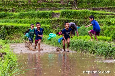 One Day In Paddy Planting Field Nepshoot