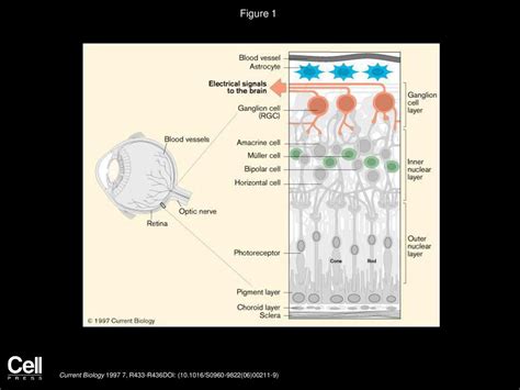 Retinal Development Communication Helps You See The Light Ppt Download