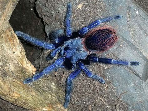 Buy Lasiocyano sazimai (Brazilian Blue Tarantula) — Juice's Arthropods