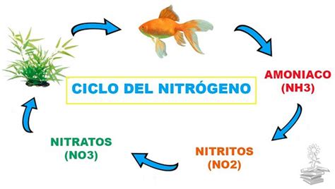 Diagrama Del Ciclo Del NitrÃ³geno