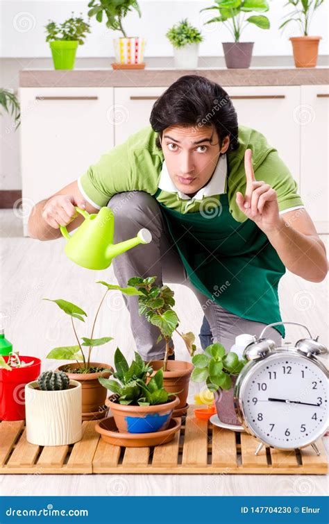 O Jardineiro Masculino Novo Plantas Dentro Foto De Stock Imagem