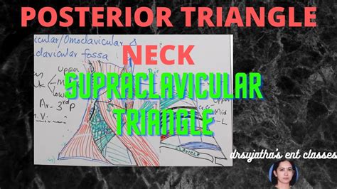 Triangle Of Neck Anatomy Posterior Triangle Neck Supraclavicular