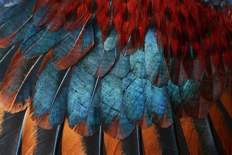 Bird Feathers (Structure, Types, Uses & Fun Facts) - Nature Roamer