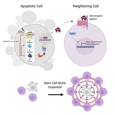 Apoptotic Cells Represent A Dynamic Stem Cell Niche Governing