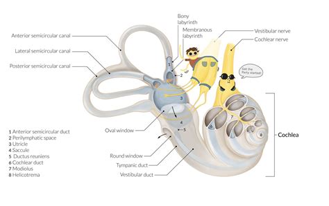 Vestibular Neuritis Causes Symptoms Diagnosis Treatment Off