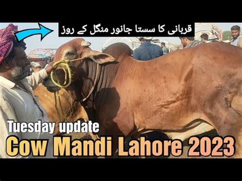 Cow Mandi Lahore Tuesday Update Sahiwal Cholisthani Bachre Qurbani