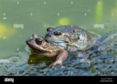 Frogs Two Common Garden Frogs Scientific Name Rana Temporaria