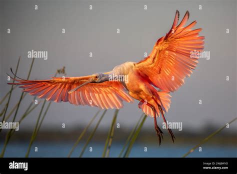 Roseate Spoonbill In Flight Platalea Ajaja Florida Stock Photo Alamy