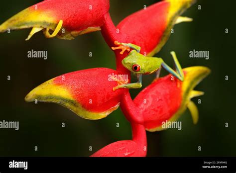 Rana de Árbol de ojos rojos Agalychnis callidryas animal con grandes