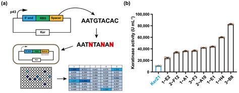 Design Of 5′ Utr To Enhance Keratinase Activity In Bacillus Subtilis