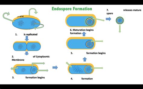 Lab Exam Spore Formation Diagram Quizlet