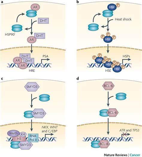 Targeting The Dynamic Hsp90 Complex In Cancer Nature Reviews Cancer