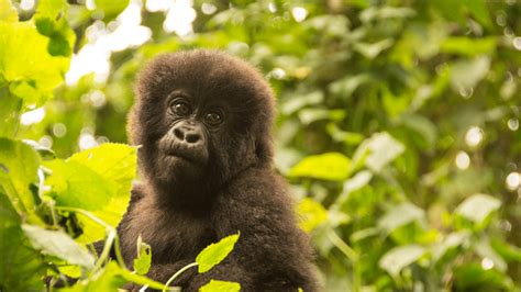 Days Rwanda Safari Tour Gorillas Chimpanzees Wildlife Hiking