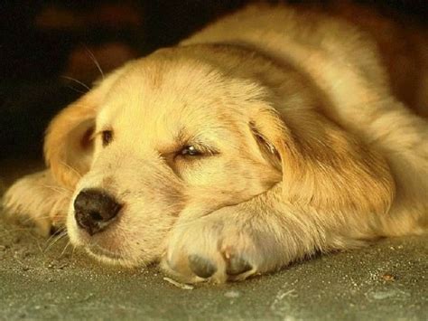 Free Dog Screensavers and Wallpaper - WallpaperSafari