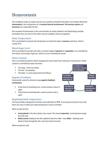 Gcse Biology Homeostasis Revision Notes Teaching Resources