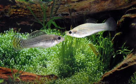 The Evolution Of Sex Biologists Study Texas Fish That Reproduces