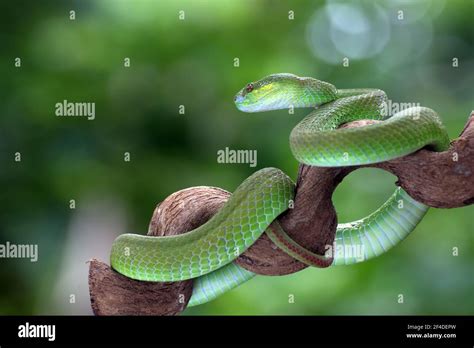 White Lipped Island Pit Viper Coiled Around A Tree Branch Indonesia