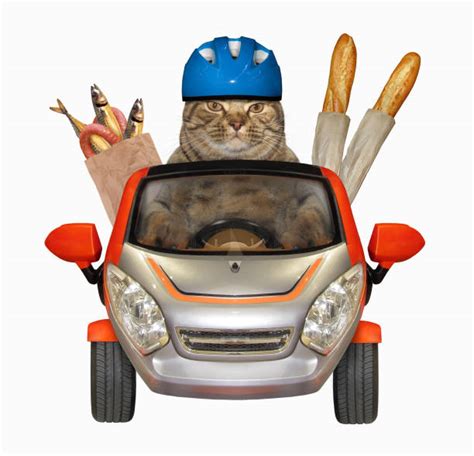 Cat Driving Car Stock Photos Pictures And Royalty Free Images Istock