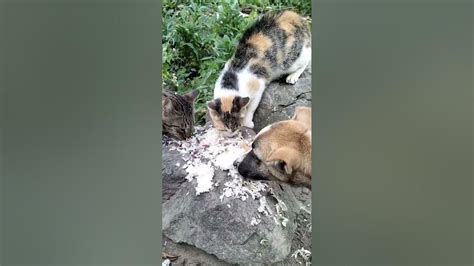 Happy Lunch Time 🤤🤤 Pet 🐶 Dog And Cats 😺😋 Eat Video Fun Dog Cats