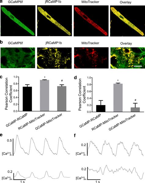 A B Representative Confocal Images Showing Expression And Localization