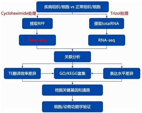 国自然热点 翻译组测序ribo Seq—连接转录组和蛋白组的桥梁 知乎