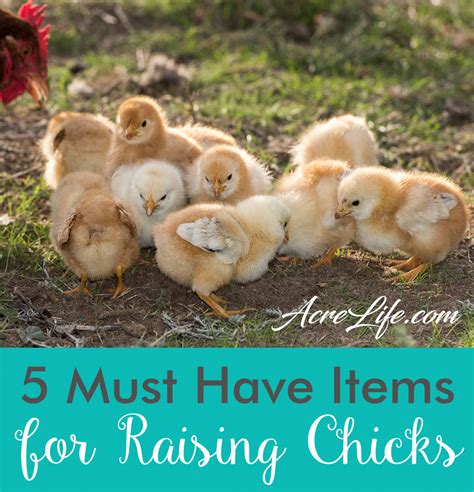 5 Must Have Items For Raising Chicks Raising Chicks Baby Chicks