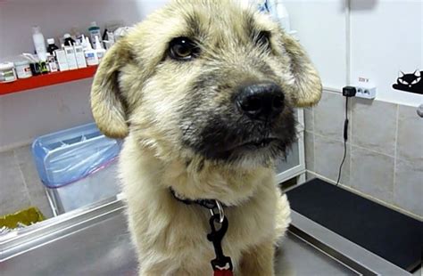 Stray Puppy Shakes Rescuer’s Hand After He Saves His Life | Bored Panda