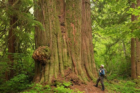 Guide To Washington State S Ancient Forests Giant Trees And Old Growth Hikes — Lucas Cometto