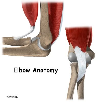 elbow anatomy eorthopodcom