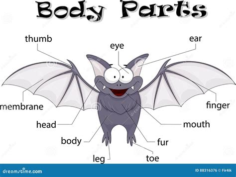 Bat Anatomy