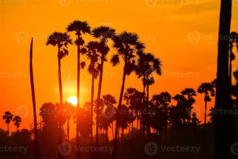 landscape of Sugar palm tree during twilight sunrise at Pathumthani ...