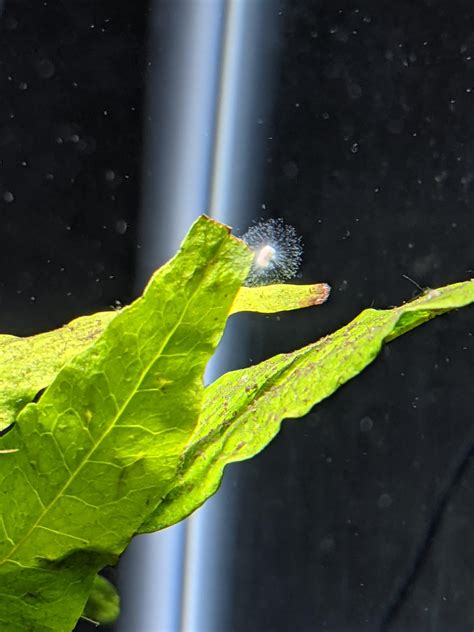 white worms rvermiculture