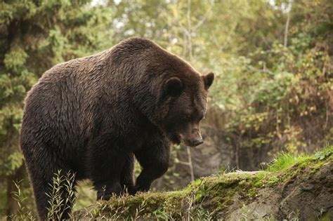 Skip The Line Daily Admission At Woodland Park Zoo Ticket Travel Buddies