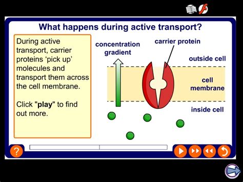 Cambridge Igcse Biology 2016 2018 Movement In And Out Of Cells Cell