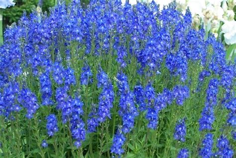 Ostatn Trvalky Veronica Austriaca Royal Blue Veronica Flower